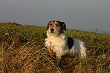 JACK RUSSEL 354